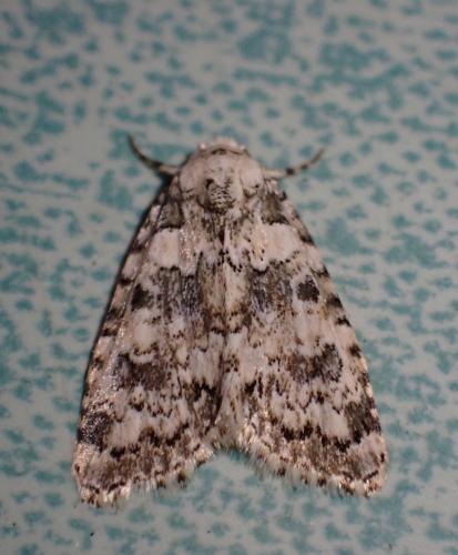 Bryophila domestica